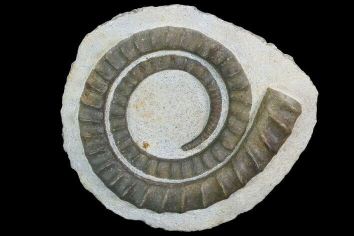 Devonian Ammonoid (Anetoceras) - Morocco #99950